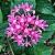 ESTRELA DO EGITO ou PENTA (Pentas lanceolata) - Imagem 1