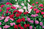 ESTRELA DO EGITO ou PENTA (Pentas lanceolata) - Imagem 3