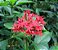 ESTRELA DO EGITO ou PENTA (Pentas lanceolata) - Imagem 4