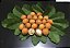 BACUPARI (Garcinia gardneriana) - Imagem 2