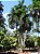 PUPUNHA (Bactris gasipaes) - Imagem 1