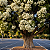 MELALEUCA (Melaleuca linariifolia) - Muda com até 1 metro - Imagem 2