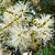 MELALEUCA (Melaleuca linariifolia) - Até 1 metro - Imagem 5