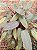 FILODENDRO RUBRO (Philodendron erubescens) - Imagem 5