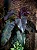 FILODENDRO RUBRO (Philodendron erubescens) - Imagem 1