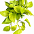 JIBÓIA AMARELA NEON (Epipremnum aureum ‘Neon’) - Cuia 21 - Imagem 1