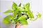 JIBÓIA NEON (Epipremnum aureum ‘Neon’) - Imagem 3
