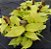 JIBÓIA NEON (Epipremnum aureum ‘Neon’) - Imagem 2