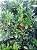 MINI CEREJA ou PITANGUINHA DE MATTOS (Eugenia mattosii) - Muda com até 40 cm - Imagem 6