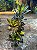 CROTON MOSAICO (Codiaeum variegatum) - Muda com até 80 cm - Imagem 4