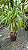PAU D'ÁGUA (Dracaena fragrans) - Muda com até 60 cm - Imagem 6