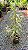 PLEOMELE VARIEGATA (Dracaena reflexa) - Muda com até 60 cm - Imagem 2
