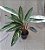 Maranta special cais - P17 - Imagem 2