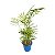 PALMEIRA CHAMAEDORA ELEGANS - P11 - Imagem 1