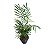 PALMEIRA CHAMAEDORA ELEGANS - P11 - Imagem 2
