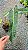 Philodendron billietiae - P17 - Imagem 10