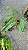 Philodendron billietiae - P17 - Imagem 3