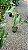 Philodendron billietiae - P17 - Imagem 4