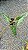Philodendron billietiae - P17 - Imagem 5