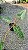 Philodendron billietiae - P17 - Imagem 6