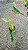 Philodendron billietiae - P17 - Imagem 7