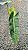 Philodendron billietiae - P17 - Imagem 8