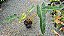 Philodendron billietiae - P17 - Imagem 9