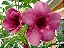ALAMANDA RUBRA (Allamanda blanchetti Violacea) - Imagem 1