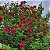ALAMANDA RUBRA (Allamanda blanchetti Violacea) - Imagem 2