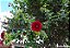 ALAMANDA RUBRA (Allamanda blanchetti Violacea) - Imagem 4