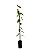 MARACUJÁ ORNAMENTAL (Passiflora ornamental) - Até 1,20m - Imagem 4