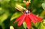 MARACUJÁ ORNAMENTAL (Passiflora ornamental) - Até 1,20m - Imagem 2