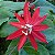 MARACUJÁ ORNAMENTAL (Passiflora ornamental) - Até 1,20m - Imagem 1