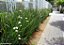 MOREIA BICOLOR (Dietes bicolor) - Até 80 cm - Imagem 3