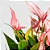 ANTÚRIO MINIATURA ROSA (Anthurium Lilli) - P09 - Imagem 1