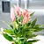 ANTÚRIO MINIATURA ROSA (Anthurium Lilli) - P09 - Imagem 2
