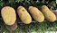 JACA MOLE (Artocarpus heterophyllus) - Muda com até 1 metro - Imagem 2