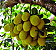 JACA MOLE (Artocarpus heterophyllus) - Muda com até 1 metro - Imagem 1