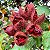URUCUM ou COLORAU (Bixa orellana) - Muda com até 1 metro - Imagem 1