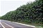 SANSÃO DO CAMPO - BANDEJA COM 64 MUDAS - Imagem 3