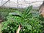 MARANTA ZEBRINA (Calathea zebrina) - Imagem 4