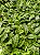 MARANTA ZEBRINA (Calathea zebrina) - Imagem 2