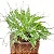 ASPLENIO KENZOI (Asplenium X kenzoi) - P14 - Imagem 1