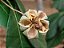 GUARANTÃ (Esenbechia leiocarpa) - Muda com até 80 cm - Imagem 3