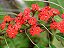 CHIQUITA BACANA (Euphorbia fulgens) - Muda com até 1 metro - Imagem 2