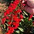 CHIQUITA BACANA (Euphorbia fulgens) - Muda com até 1 metro - Imagem 4