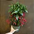 CAFÉ DE JARDIM ou ARDÍSIA (Ardisia crenata) - Muda com até 60 cm - Imagem 3
