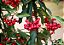 CAFÉ DE JARDIM ou ARDÍSIA (Ardisia crenata) - Muda com até 60 cm - Imagem 2
