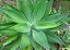 AGAVE DRAGÃO (Agave attenuata) - Até 60 cm - Imagem 3