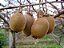 KIWI PLANTA MACHO E FÊMEA (Actinidia deliciosa) - Mudas com até 1,20m - Imagem 4